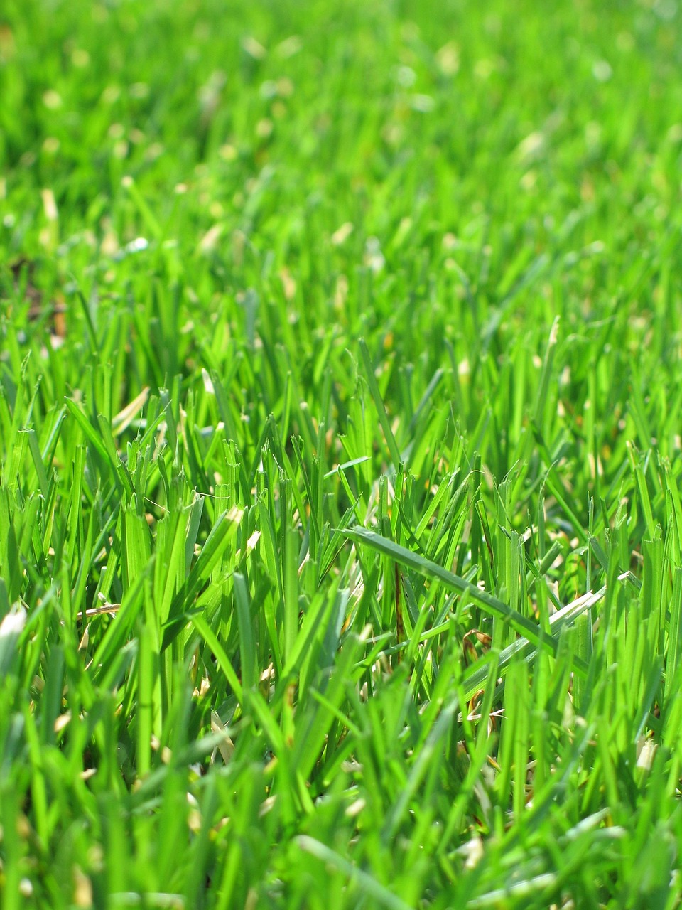 grass, green, lawn, mow, growth, summer, spring, outdoors, pasture, nature, fresh, sunny