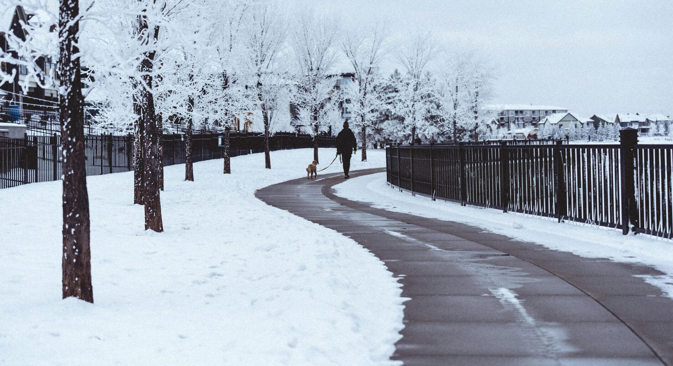 Man walking dog on a snowy pathway lined with trees and metal fence in winter.