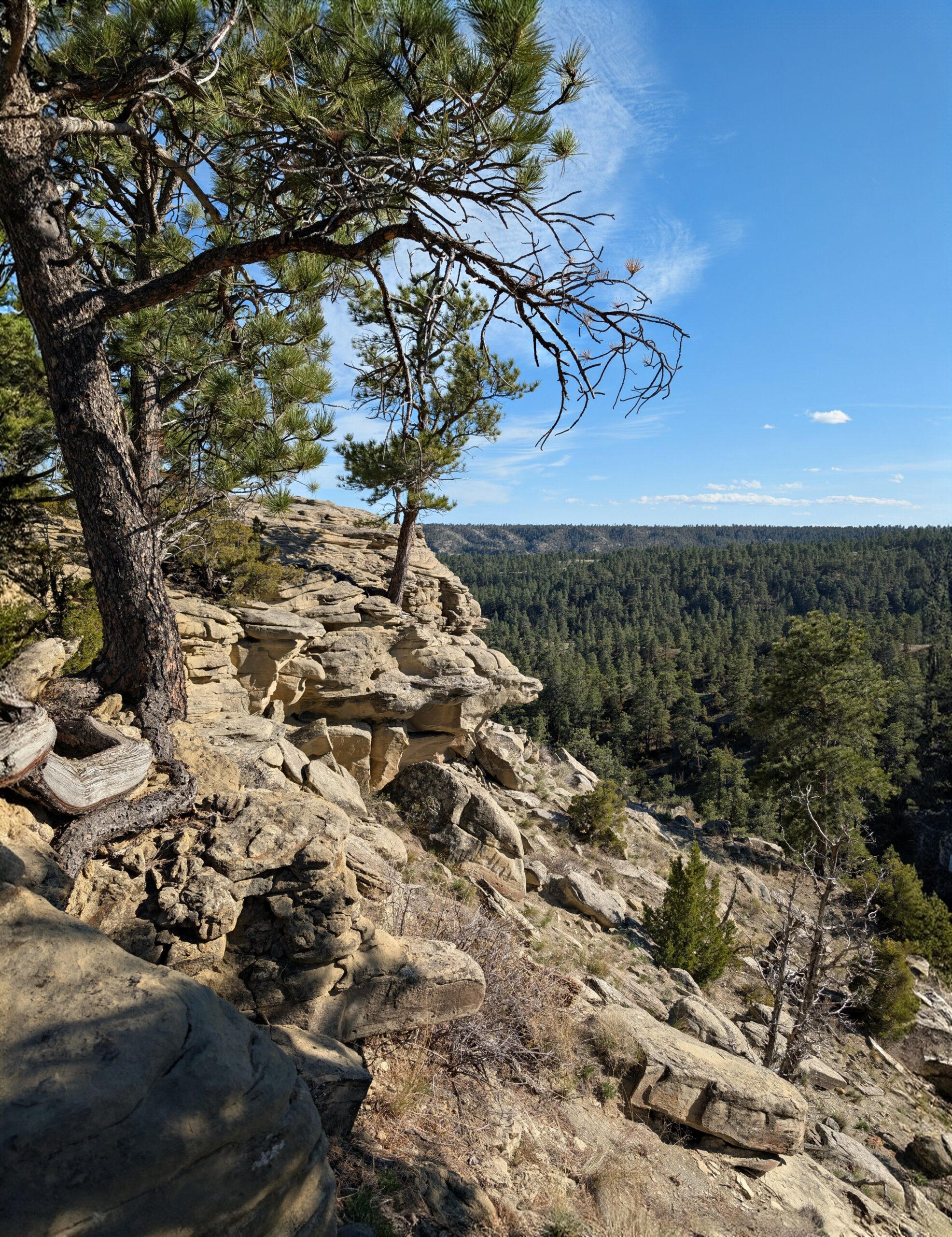 Scenic view of rocky cliffs and pine trees in Broadview, Montana.